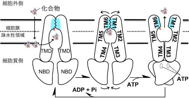 図2　多剤排出のメカニズム