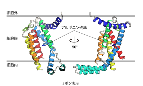 図１ YidCの詳細構造