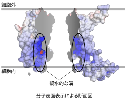 図２ YidCの分子表面表示