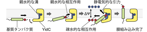 図3　YidCによるタンパク質膜組み込みモデル