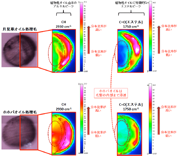 図　赤外顕微分光装置を用いた月見草オイルとホホバオイルの毛髪における浸透状態の検討結果
