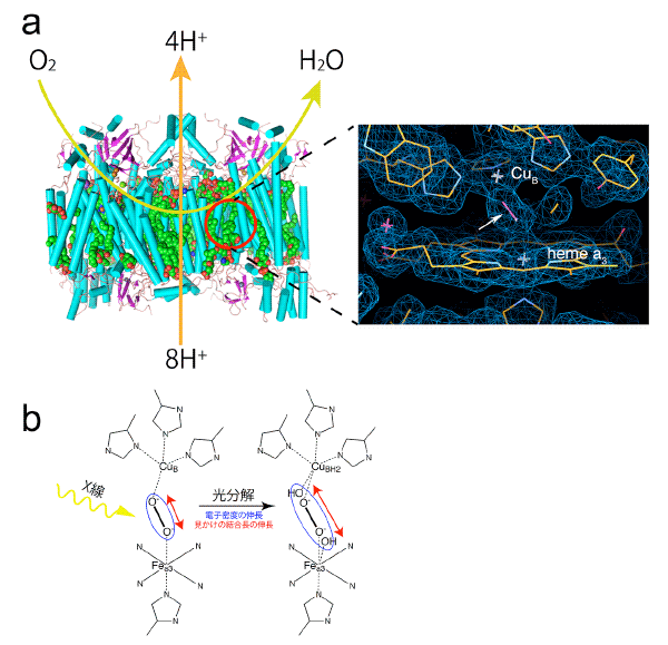 図1　Rチトクロム酸化酵素の活性部位とその放射線損傷