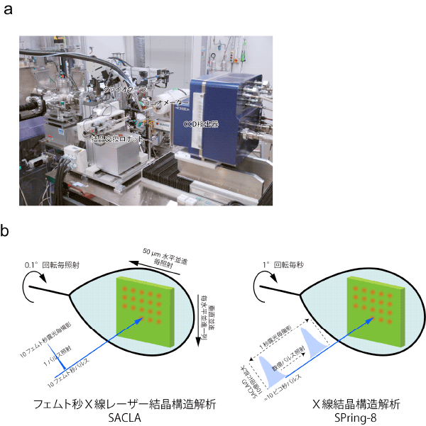 図2　フェムト秒Ｘ線レーザー結晶構造解析の回折実験装置と回折写真撮影のコンセプト