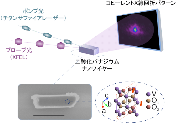 ポンププローブ法とコヒーレントX線回折を組み合わせた本実験の模式図。