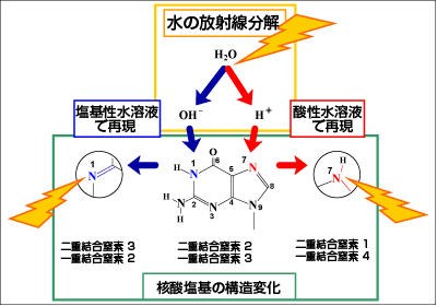 図２：水と放射線の相乗効果の模式図