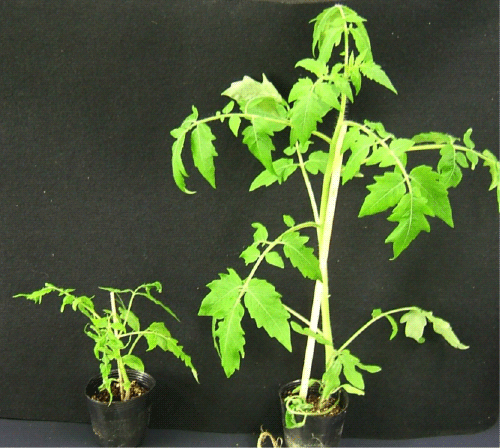 fig.1　A normal tomato (left) and transgenic tomato with Tm-1 gene (right) inoculated with tomato mosaic virus