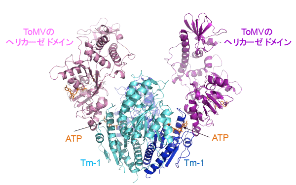 図2　トマトモザイクウイルス（ToMV）の複製タンパク質ヘリカーゼドメインとTm-1の複合体構造