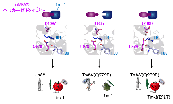 図3　トマトモザイクウイルスの複製タンパク質とTm-1の共進化