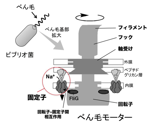 図1　ビブリオ菌べん毛モーターの模式図。