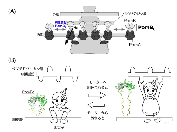 図4　モーターへの組み込みに伴う固定子の構造変化モデル。