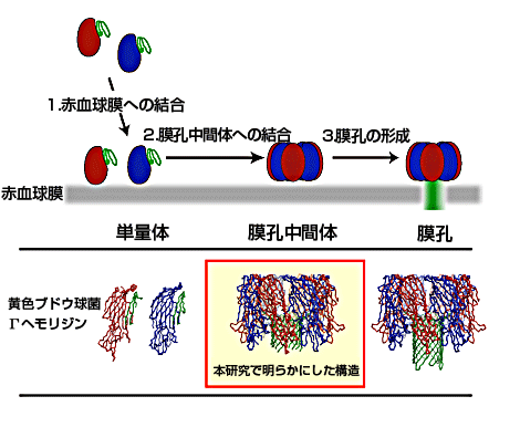 膜孔形成毒素の作用機構の模式図と本研究により解明された構造
