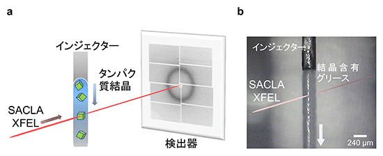 図1　連続フェムト秒結晶構造解析（SFX）とグリースマトリックス法