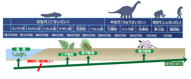 図1　植物進化の概要