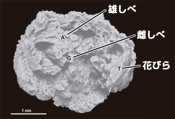図3 白亜紀バンレイシ科花化石のCT外見像。Aは雄しべ、Gは雄しべ、Tは花びらに相当する。
