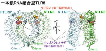 図1　一本鎖RNA結合型TLR8の全体構造