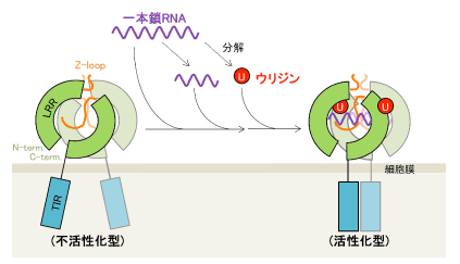 図2　一本鎖RNAによるTLR8の活性化機構