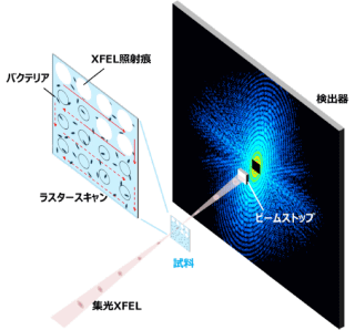 図1 XFELを光源としたCXDI実験