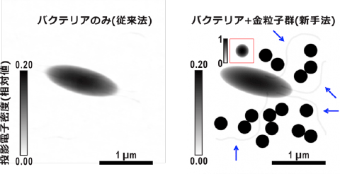 図3 従来法と新手法で再生された投影電子密度像の比較