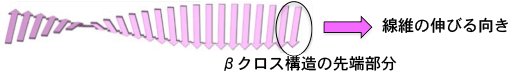 図２　アミロイド線維に特徴的な「クロスβ構造」