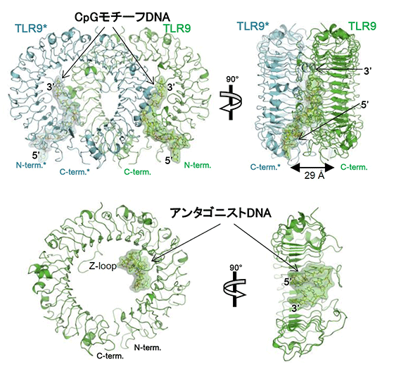 図1　TLR9の結合様式