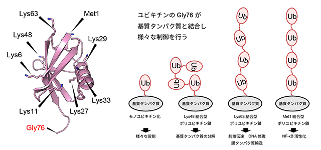 図1　ポリユビキチン鎖のモデル。