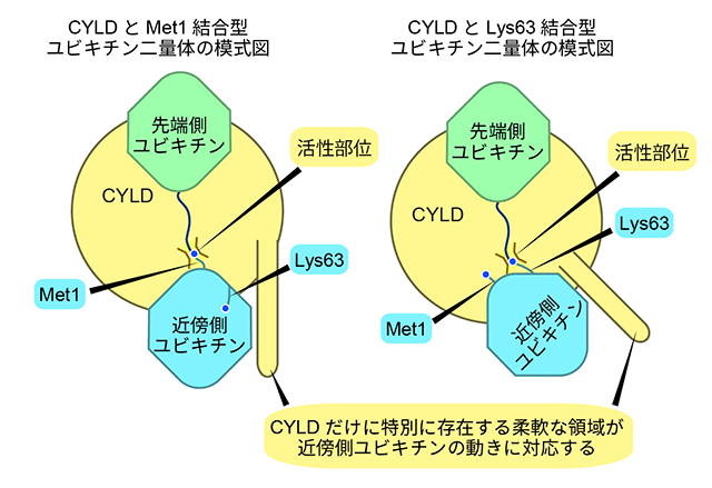 図4