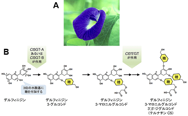 図１．(A)チョウマメの花 (B)チョウマメの花色素テルナチンの生合成経路