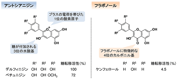 図２．色素原料の化学構造と糖転移活性