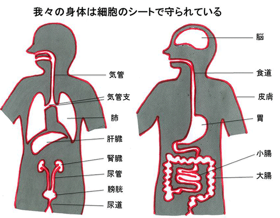 図１．体や器官の表面を覆う細胞のイメージ