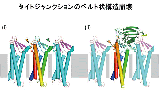 図２．解明したタイトジャンクションストランド構造が壊れるイメージ