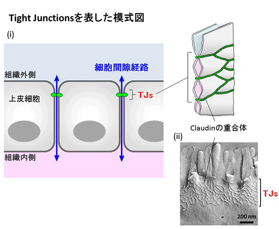 図４．タイトジャンクションの模式図（i）と小腸上皮細胞の凍結割断電子顕微鏡像（ii）