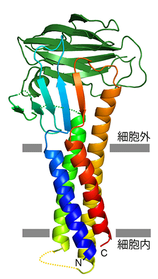図５．今回の研究で明らかにされたクローディン１９と毒素C-CPEとの複合体構造