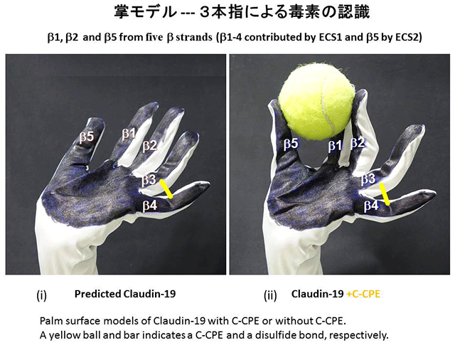 図６．掌モデルとC-CPE結合の模式図