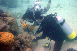 図１ サンゴ採集現場（2002年、沖縄）