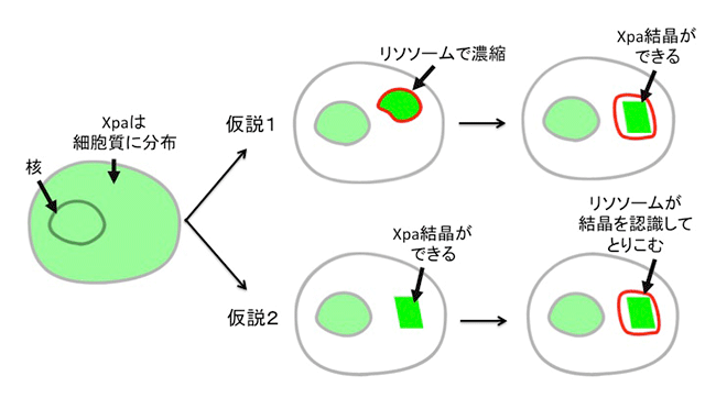 図8　Xpaタンパク質の細胞質内結晶生成に関する2つのモデル