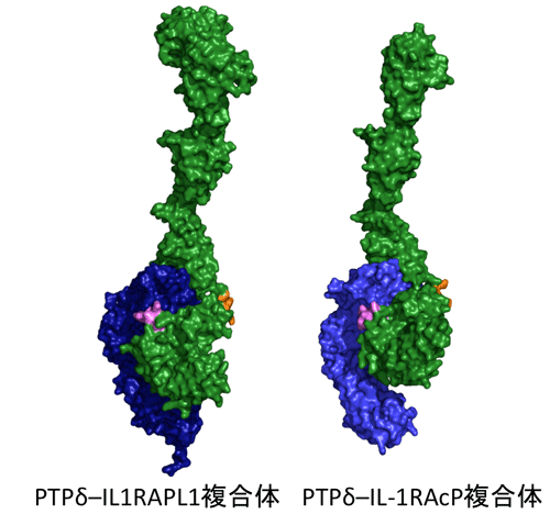 図２．PTPδ–IL1RAPL1複合体（左）とPTPδ–IL-1RAcP複合体（右）の立体構造。