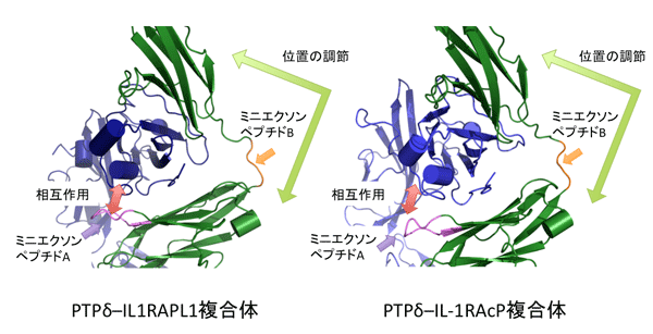 図３．PTPδとIL1RAPL1及びIL-1RAcPとの相互作用の拡大図。
