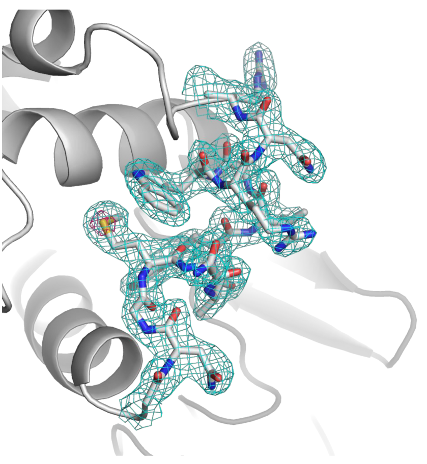 図2　S-SAD法により決定したリゾチームのタンパク質結晶構造