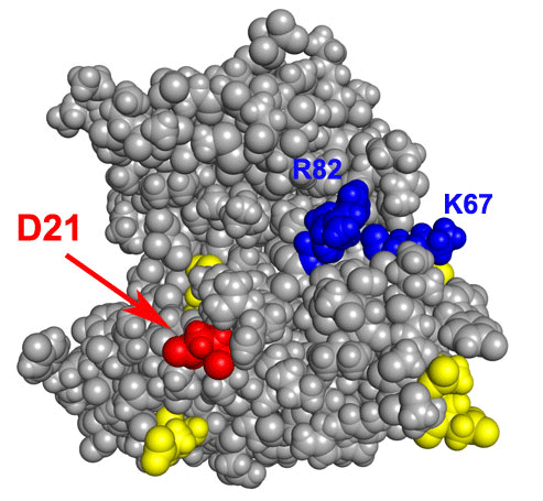 図1.甘味タンパク質ソーマチンの構造