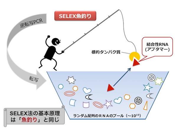 図1　SELEX法のイメージ