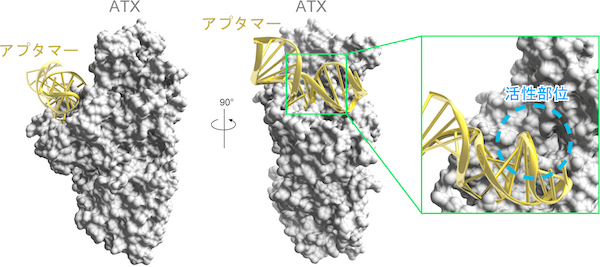 図3　ATX-抗ATXアプタマー複合体の立体構造