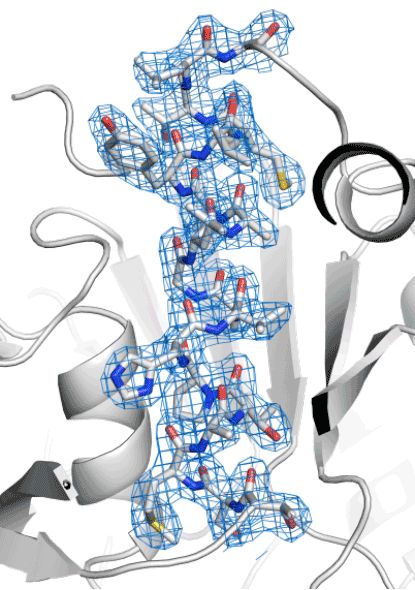 図 ヒアルロン酸を用いて決定したプロテイナーゼKの結晶構造