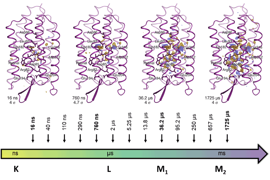 図2　測定を行った時点と観測されたタンパク質構造の主な変化。