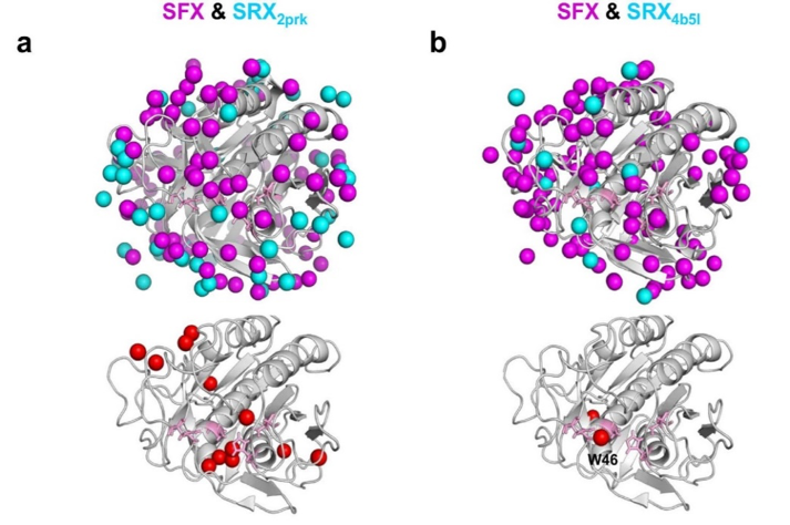 図3　SFXと非凍結放射光SRX構造との水分子の分布比較