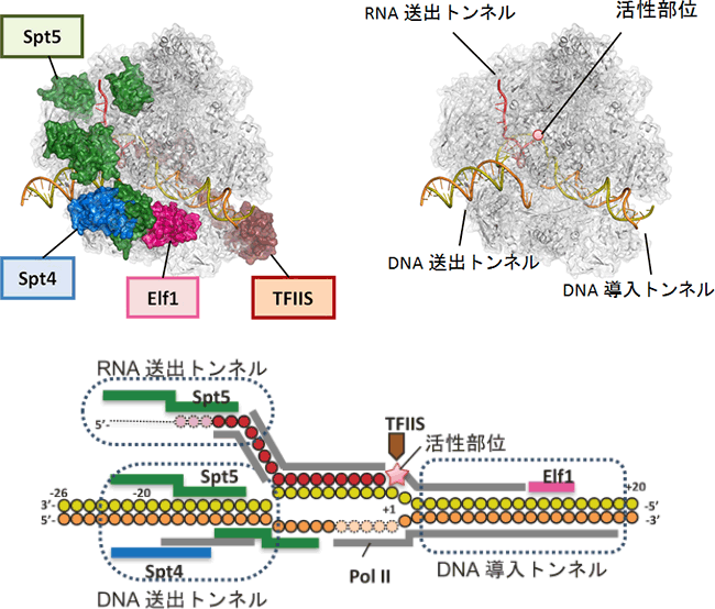 図1　RNAポリメラーゼll（Pol II）転写伸長複合体の構造