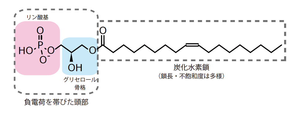 図1. LPA分子の化学構造