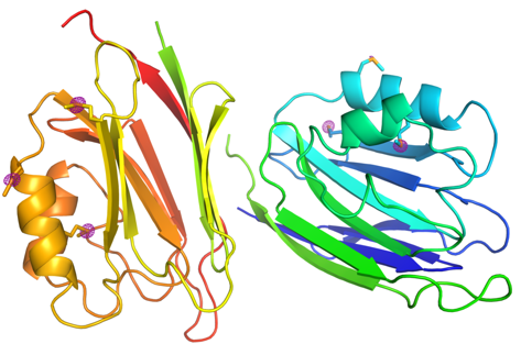 Stemタンパク質の立体構造