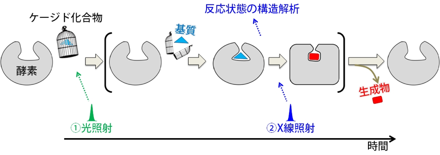 図1 酵素の化学反応を見るための実験スキーム
