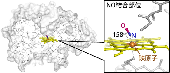 図2 一酸化窒素還元酵素が一酸化窒素ガスを取り込んだ瞬間の構造