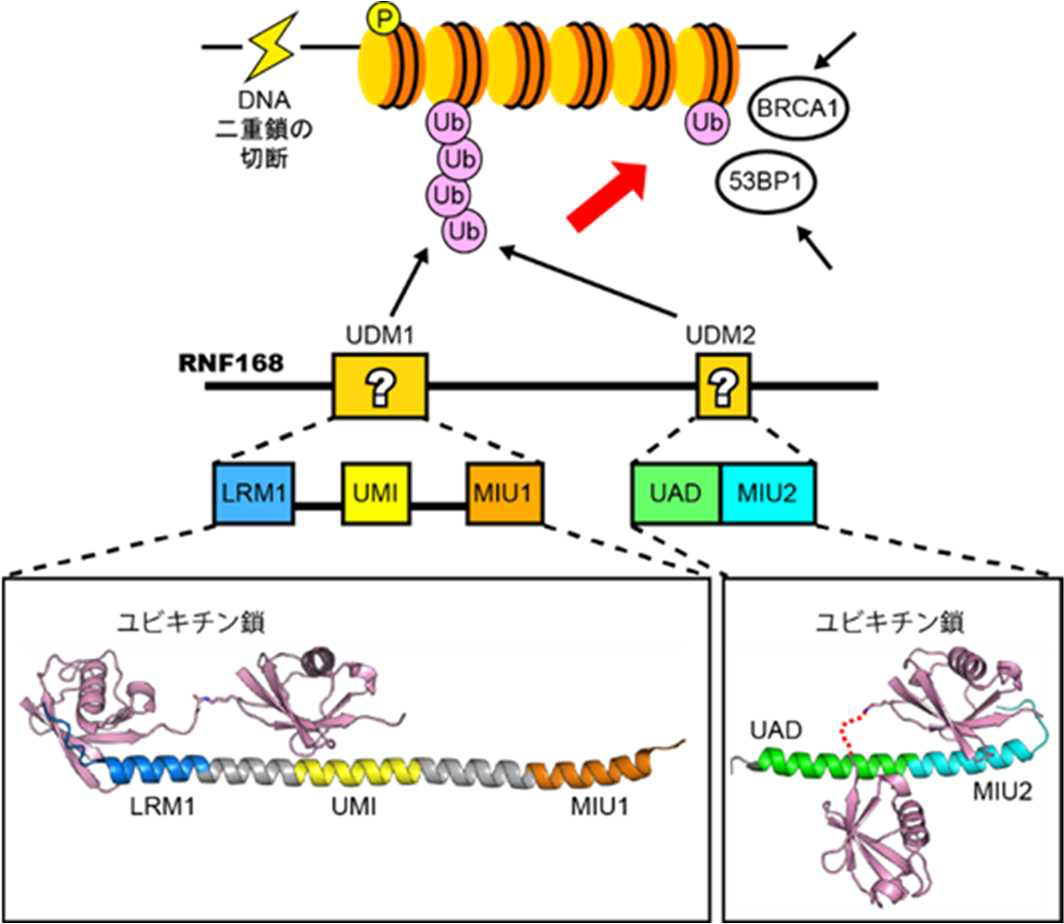 図1 DNA２本鎖切断の修復におけるRNF168 の働き